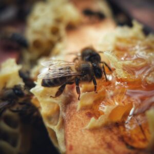 Imagen de abejas de Beatriz Valdivieso, fundadora de Lapicoteca de Mielibea