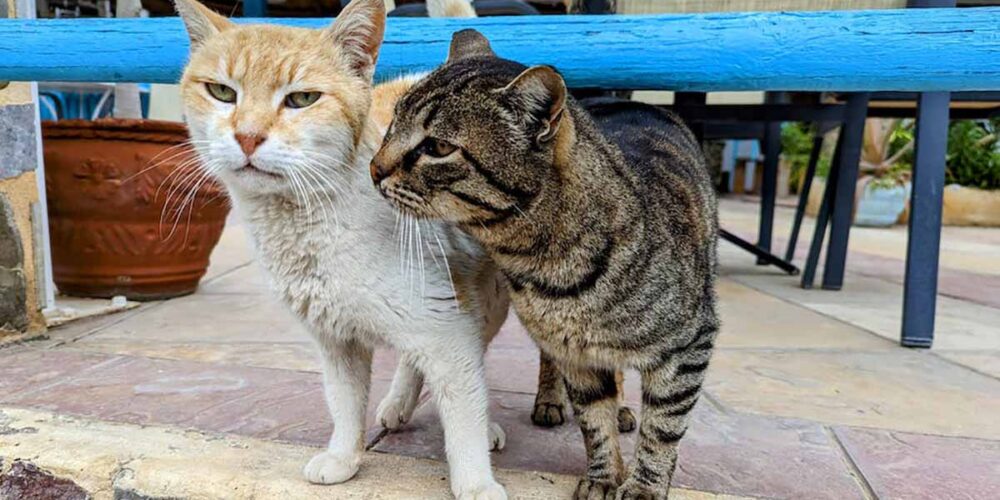 Imagen de archivo de gatos callejeros.