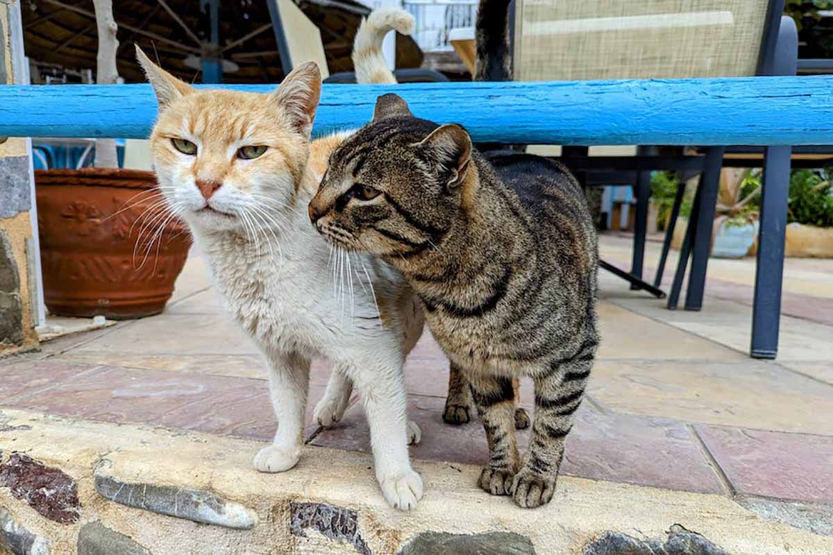 Imagen de archivo de gatos callejeros.