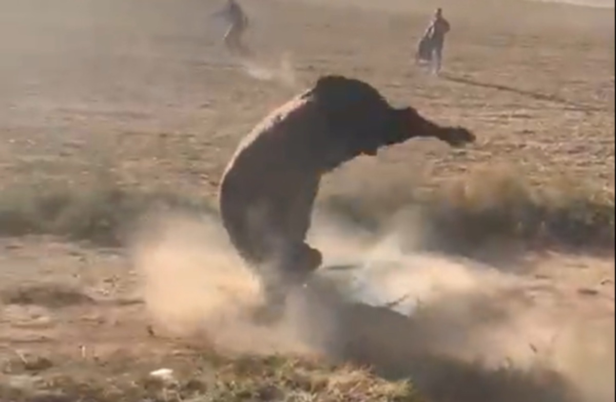 Toro durante un encierro por el campo en Guadalajara