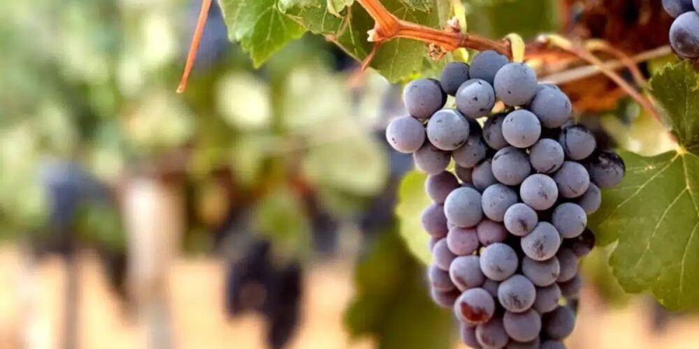 La garnacha tintorera, la seña de identidad de la Ruta del Vino de Almansa.