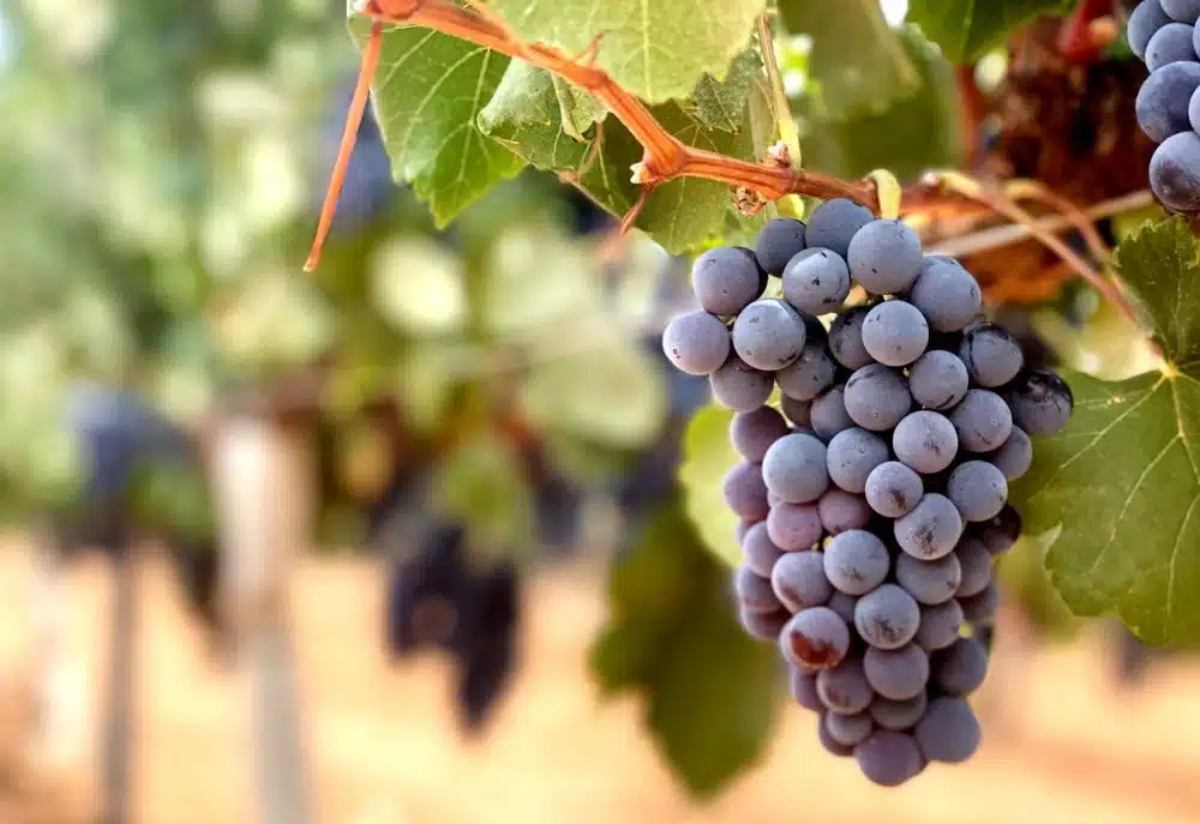 La garnacha tintorera, la seña de identidad de la Ruta del Vino de Almansa.