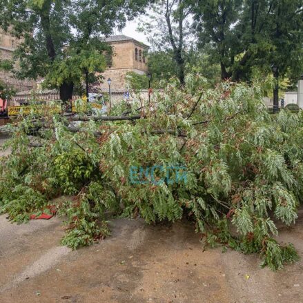 Árbol caído por la Dana en Toledo