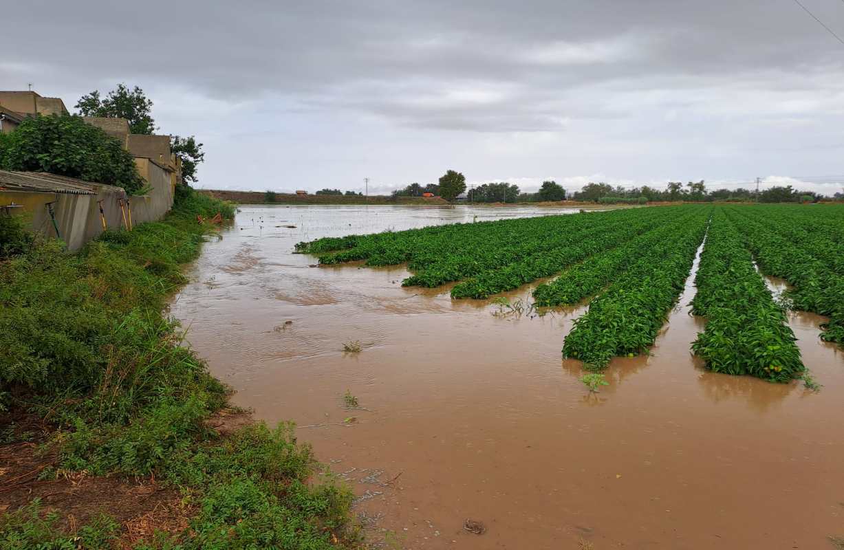 Imagen de un cultivo inundado en La Sagra por la DANA. Foto: Asaja Toledo.