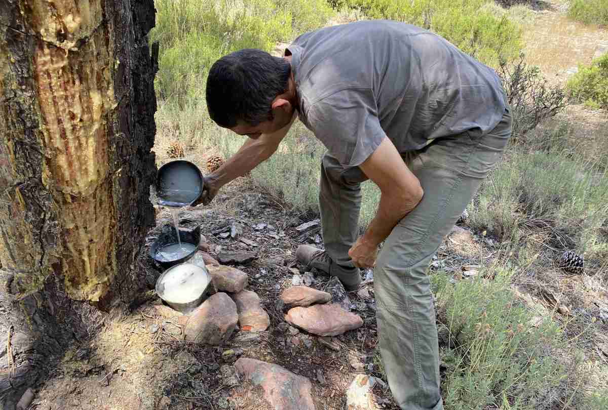 Resineros en Huerta del Marquesado (Cuenca). Fuente: GoResinlab (Red de Territorios para el impulso de la actividad resinera de CLM-EXTR-CYL).