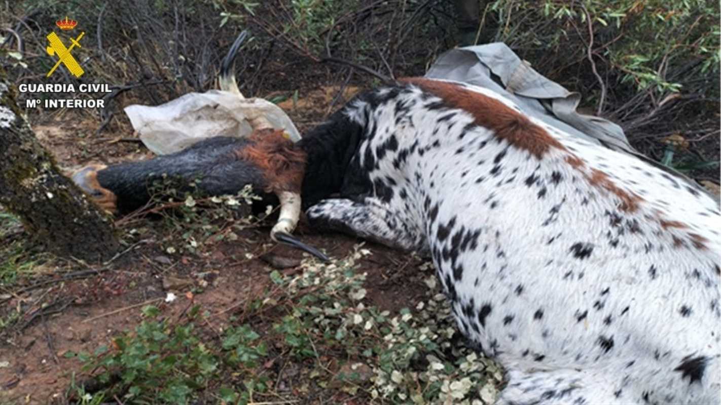 Animales abatidos por dos detenidos en San Lorenzo de Calatrava.