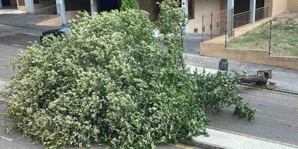 Imagen de un árbol caído en La Legua, en Toledo.