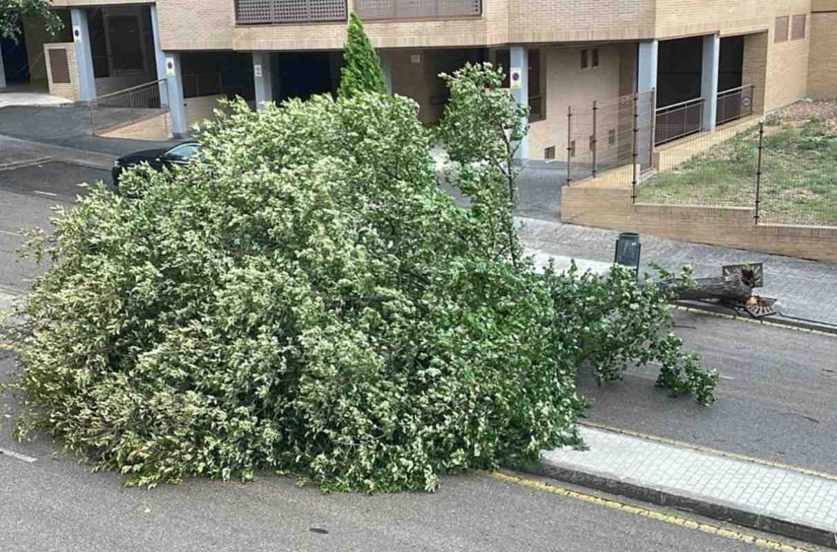 Imagen de un árbol caído en La Legua, en Toledo.