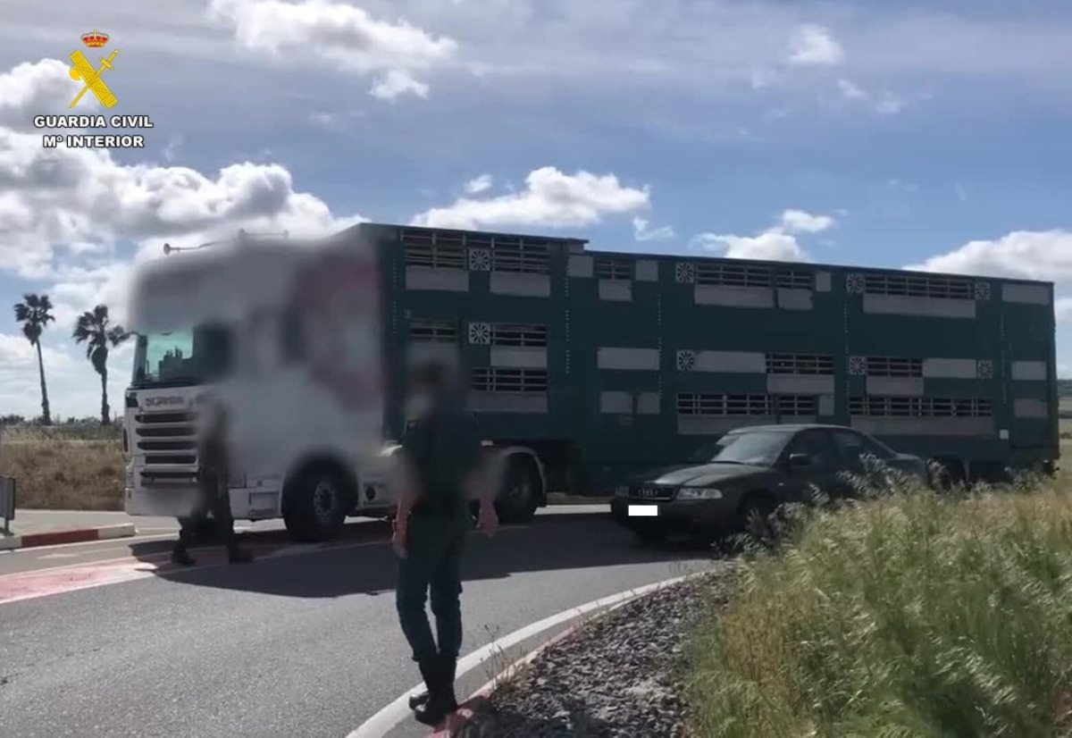 Imagen de uno camión de transporte de ganado.