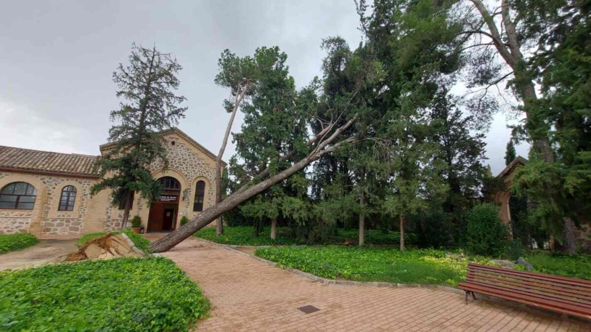 Árbol desprendido en el Cementerio Municipal.