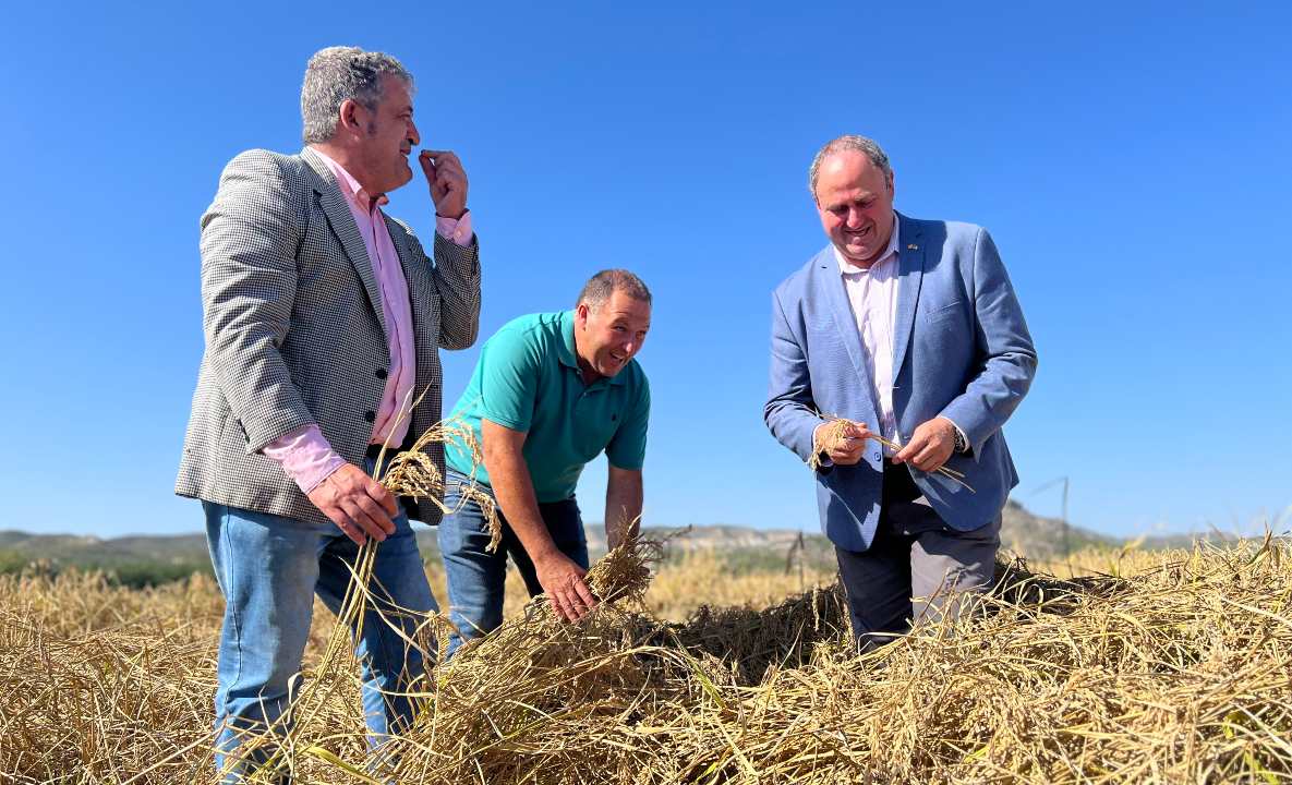 Julián Martínez Lizán asistió a la siega del cultivo del arroz en la pedanía de Las Minas.