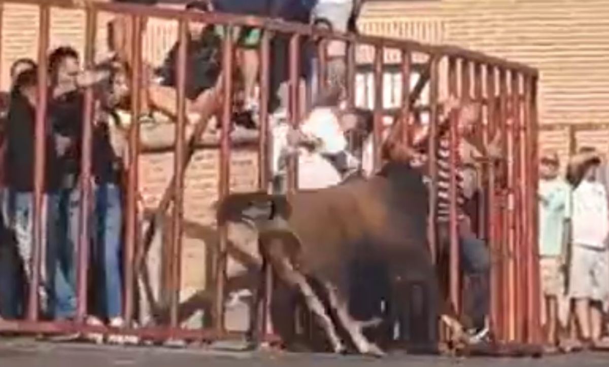 Momento en el que la mujer es corneada. Foto: captura de un vídeo,