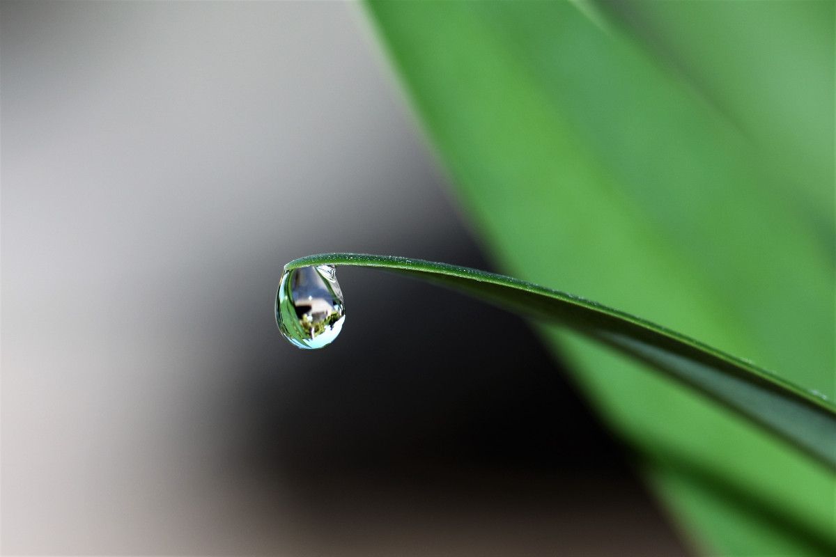Una gota de agua cae de una hoja. Foto: Pexels.