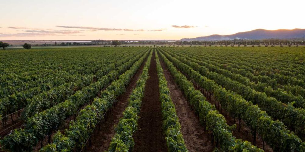 Viñedo, viña, agricultura, agricultores, agricultor