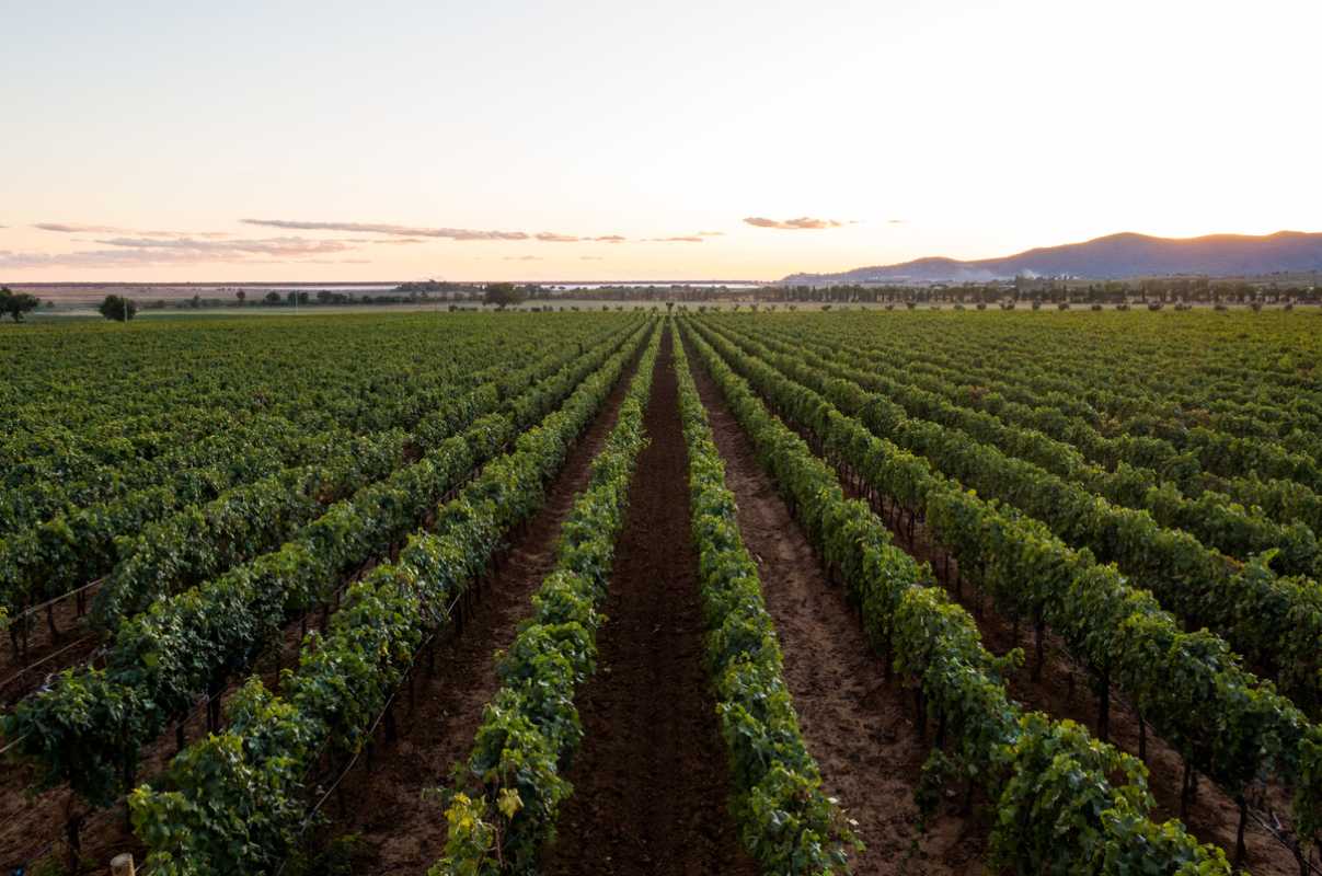 Viñedo, viña, agricultura, agricultores, agricultor