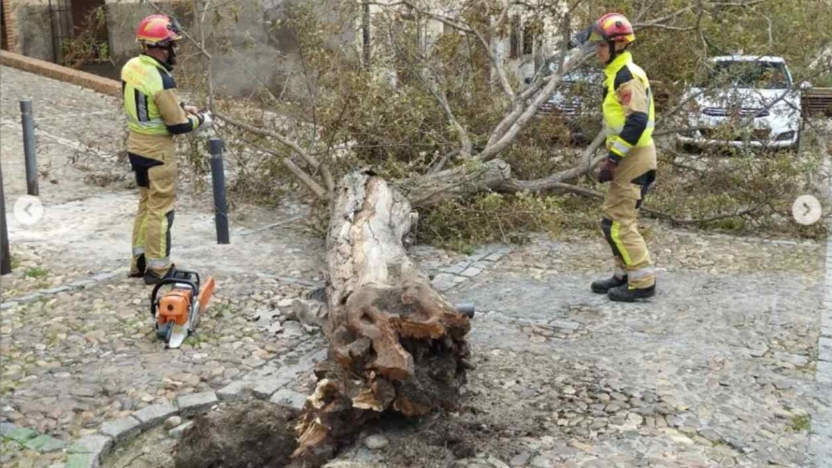 Los Bomberos del Ayuntamiento de Toledo retiran uno de los árboles caídos por la borrasca Ciarán.