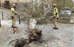 Los Bomberos del Ayuntamiento de Toledo retiran uno de los árboles caídos por la borrasca Ciarán.
