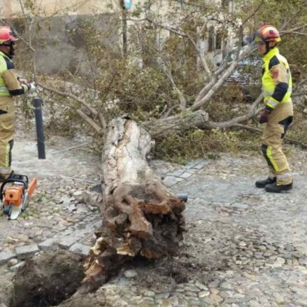 Los Bomberos del Ayuntamiento de Toledo retiran uno de los árboles caídos por la borrasca Ciarán.
