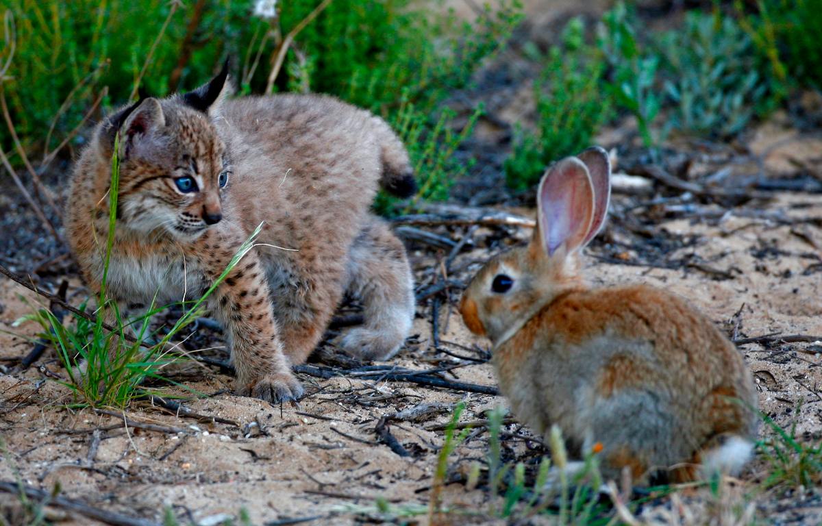 Image de un lince ibérico.