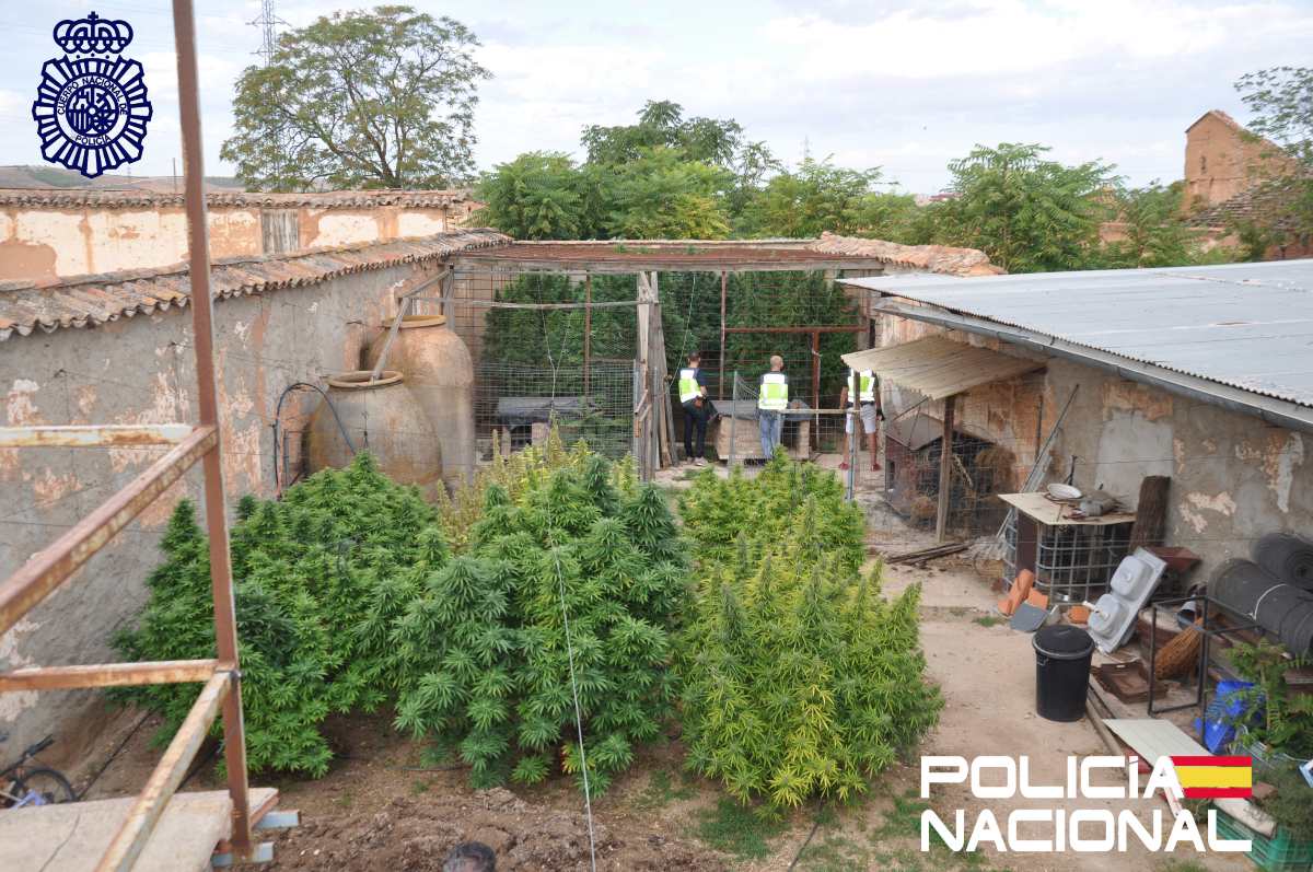 Las plantas de marihuana, de cuatro metros de altura.