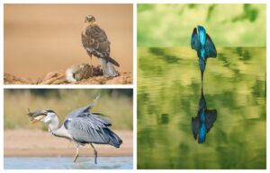 Algunas de las imágenes ganadoras.