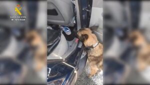 La perra "Pompa", descubriendo los dos kilos de hachís.