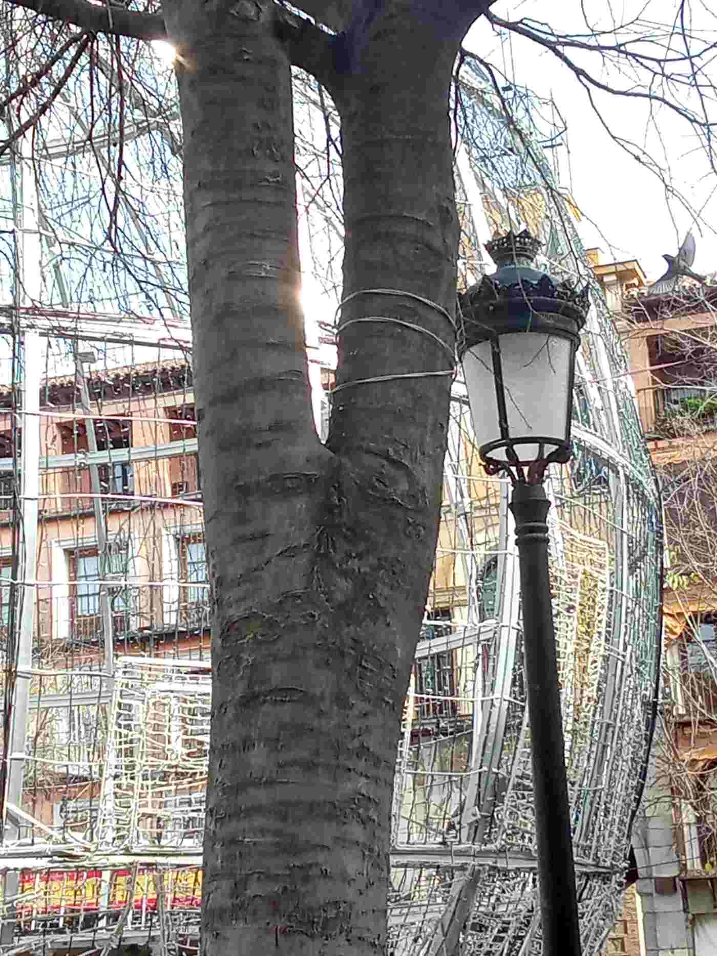 Cables del alumbrado de Navidad en los árboles.