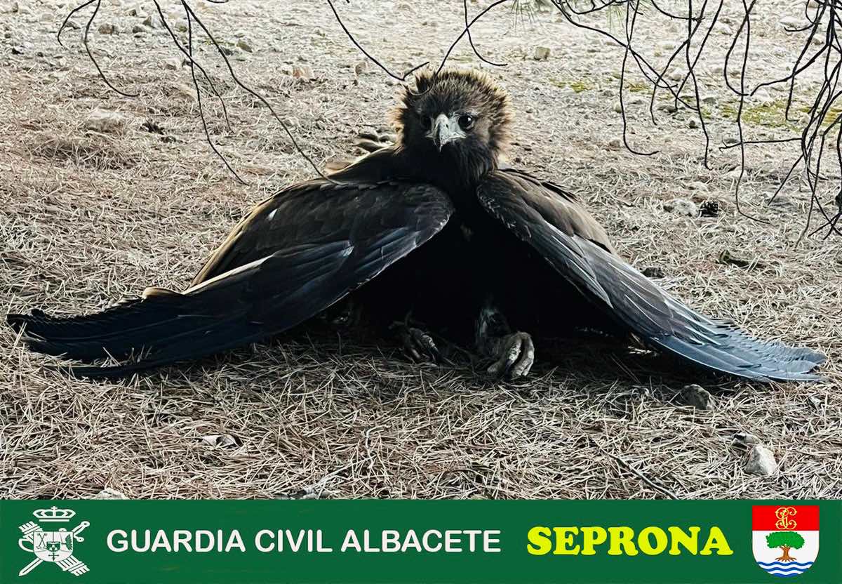 El ejemplar de Águila Real restacado en Aguas Nuevas, Albacete