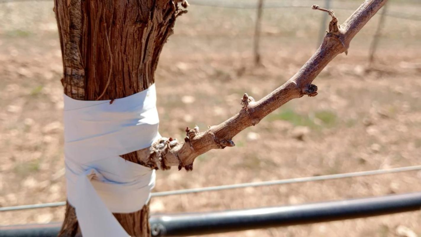 Se aprueban dos resoluciones para ayudar a los viticultores contra la sequía.