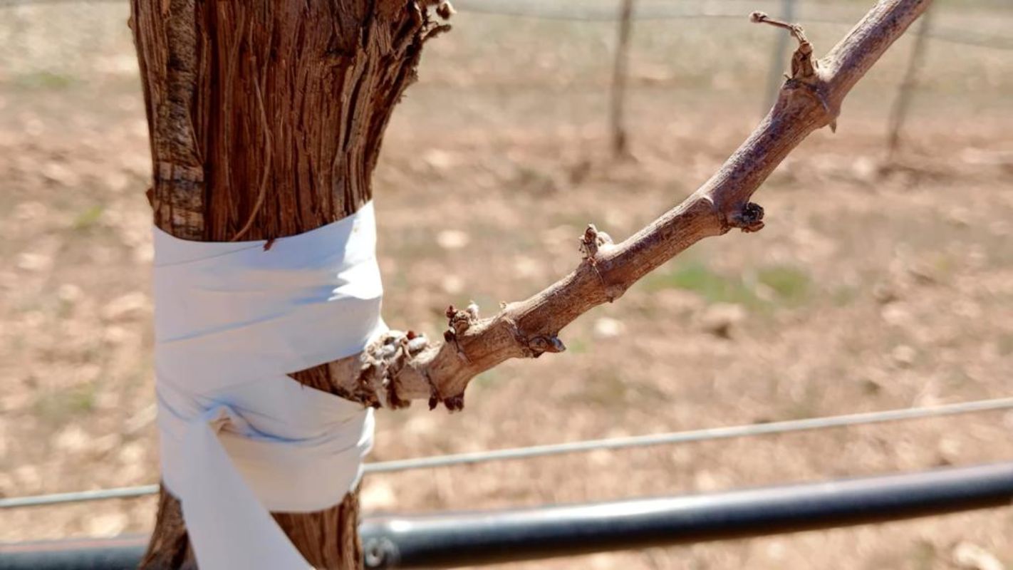 Se aprueban dos resoluciones para ayudar a los viticultores contra la sequía.