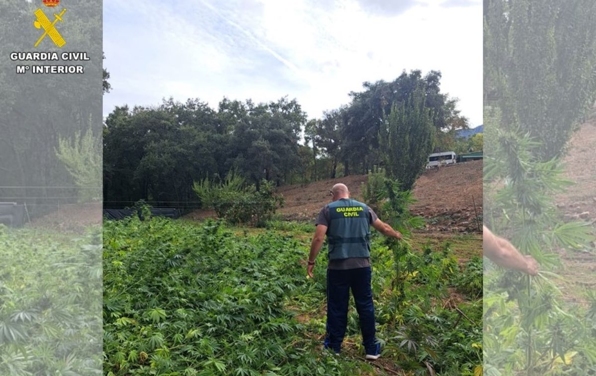 Plantación de marihuana en Fuencaliente (Ciudad Real).