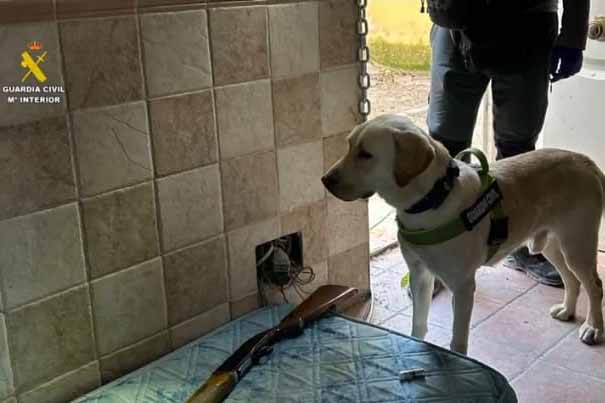 Uno de los perros de la Guardia Civil en la localización de la marihuana.