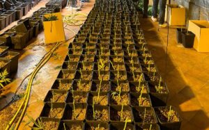 Parte de la marihuana hallada en el sótano de una vivienda de Yuncler.