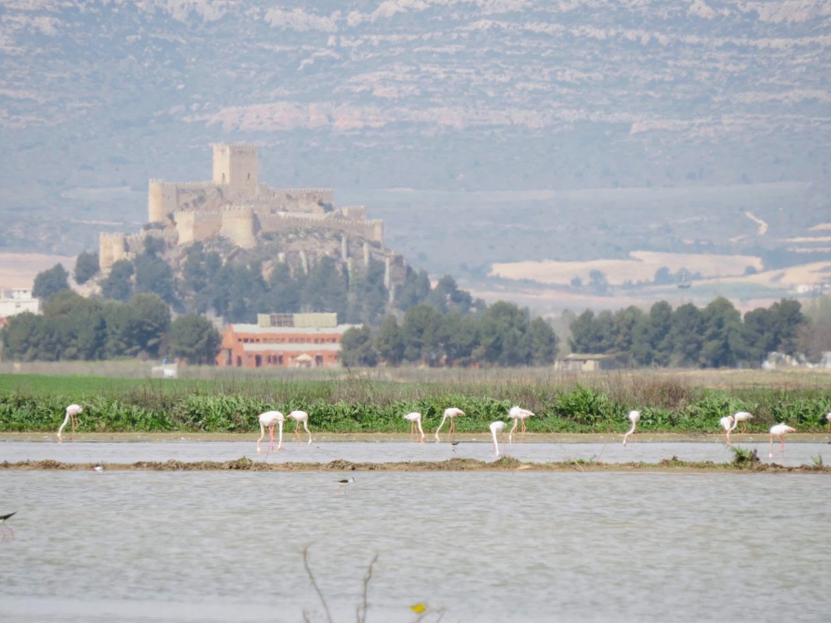 Laguna del Saladar en Almansa