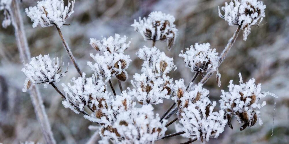 Frío, heladas, bajo cero, hielo