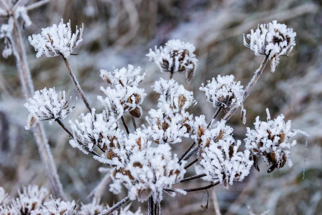 Frío, heladas, bajo cero, hielo