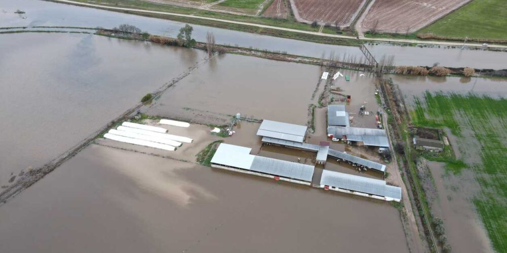 Las explotaciones de Talavera la Nueva inundadas.