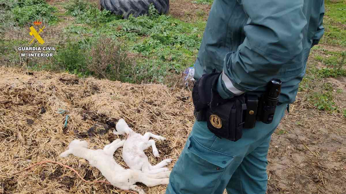 Guardia Civil investiga al propietario de la granja de Uceda (Guadalajara)