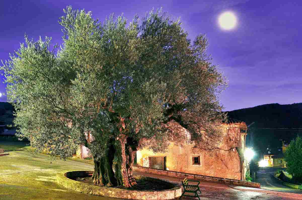 Puebla de Valles, Guadalajara