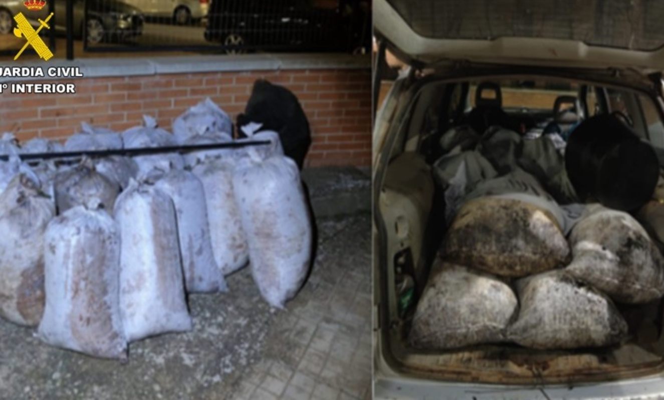 La Guardia Civil recuperó 10.000 kilos de aceitunas robadas.
