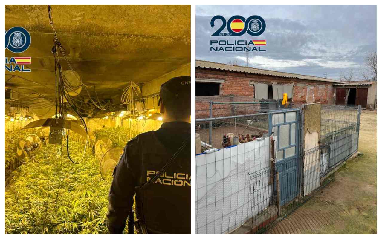 La plantación de marihuana que se hallaba oculta en un gallinero de Sonseca (Toledo).