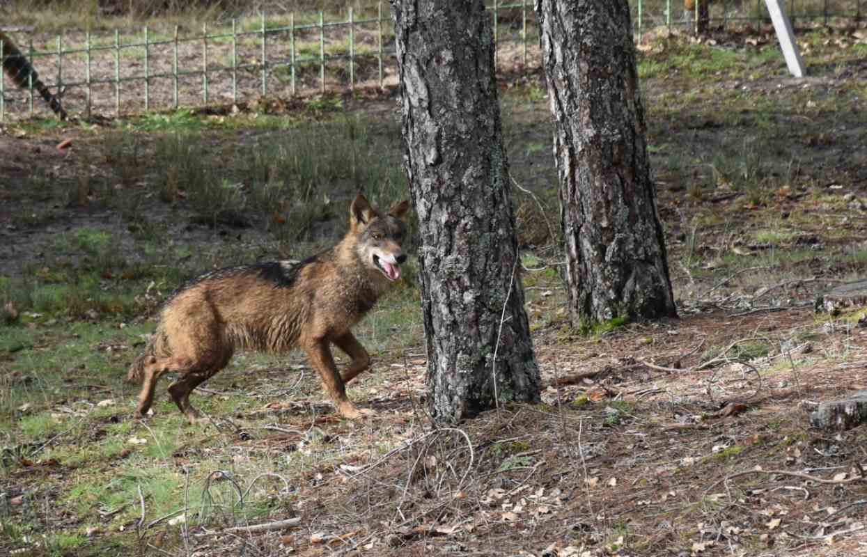 lobo ibérico, el hosquillo