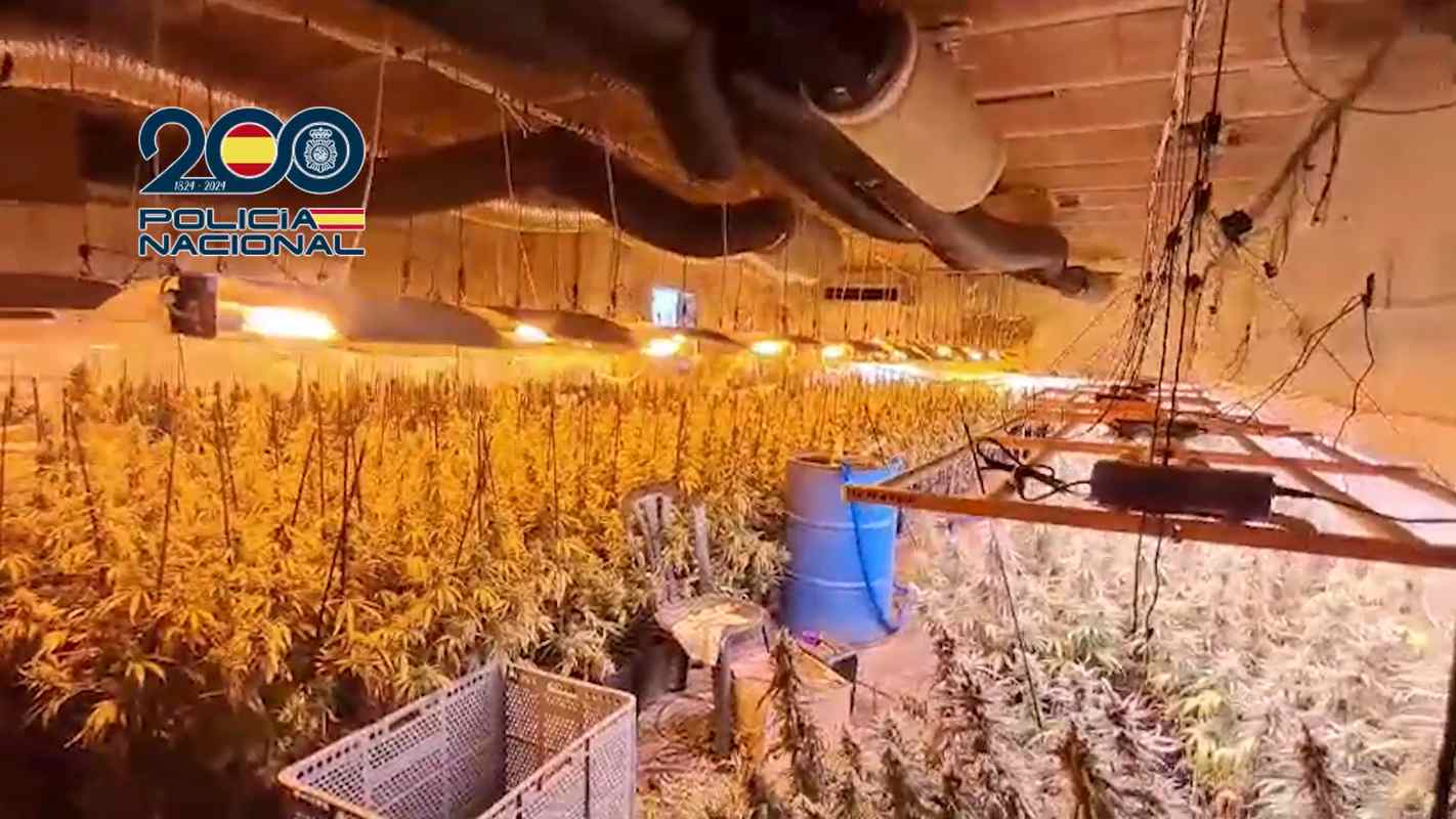 Las plantaciones de marihuana incautadas en Ajofrín (Toledo).