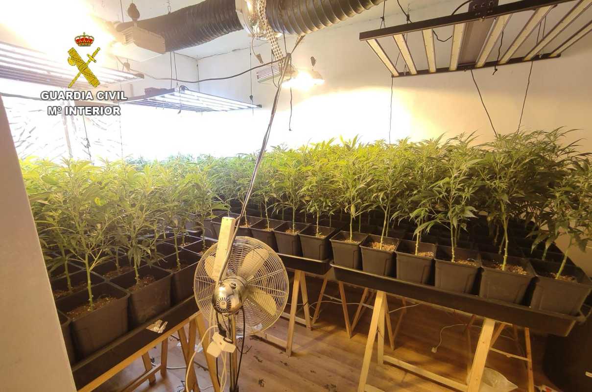 Imagen de una de las plantaciones de marihuana en Escalona (Toledo).