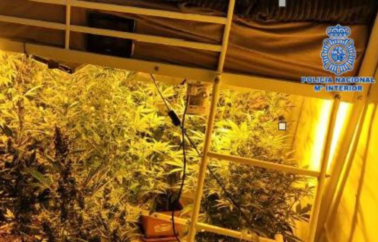 Se lograron incautar 15 plantas de marihuana.