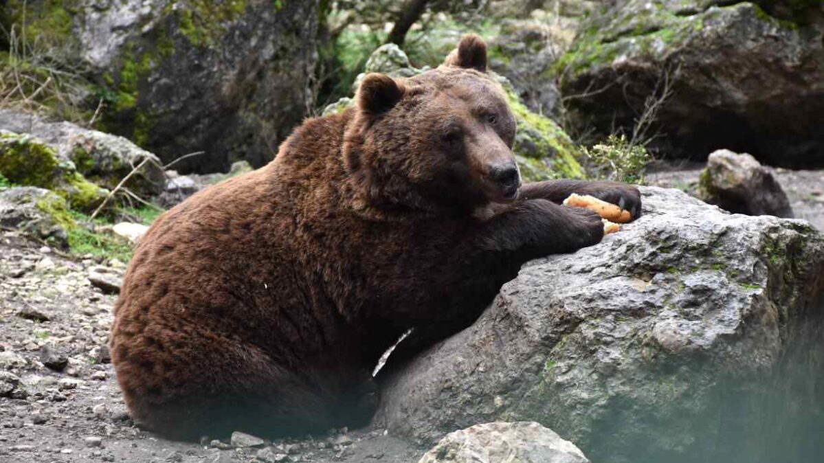 Imagen de un oso en El Hosquillo, en Cuenca.
