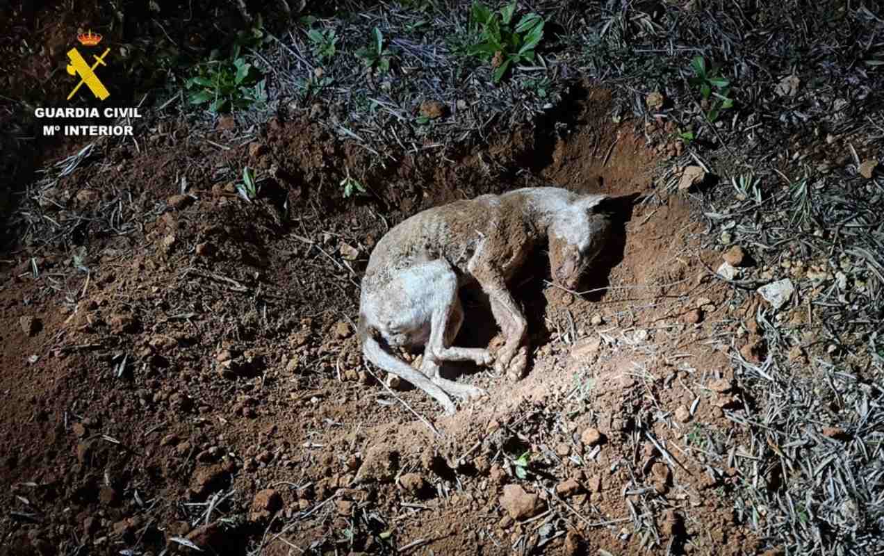 El perro fue hallado muerto en un olivar.
