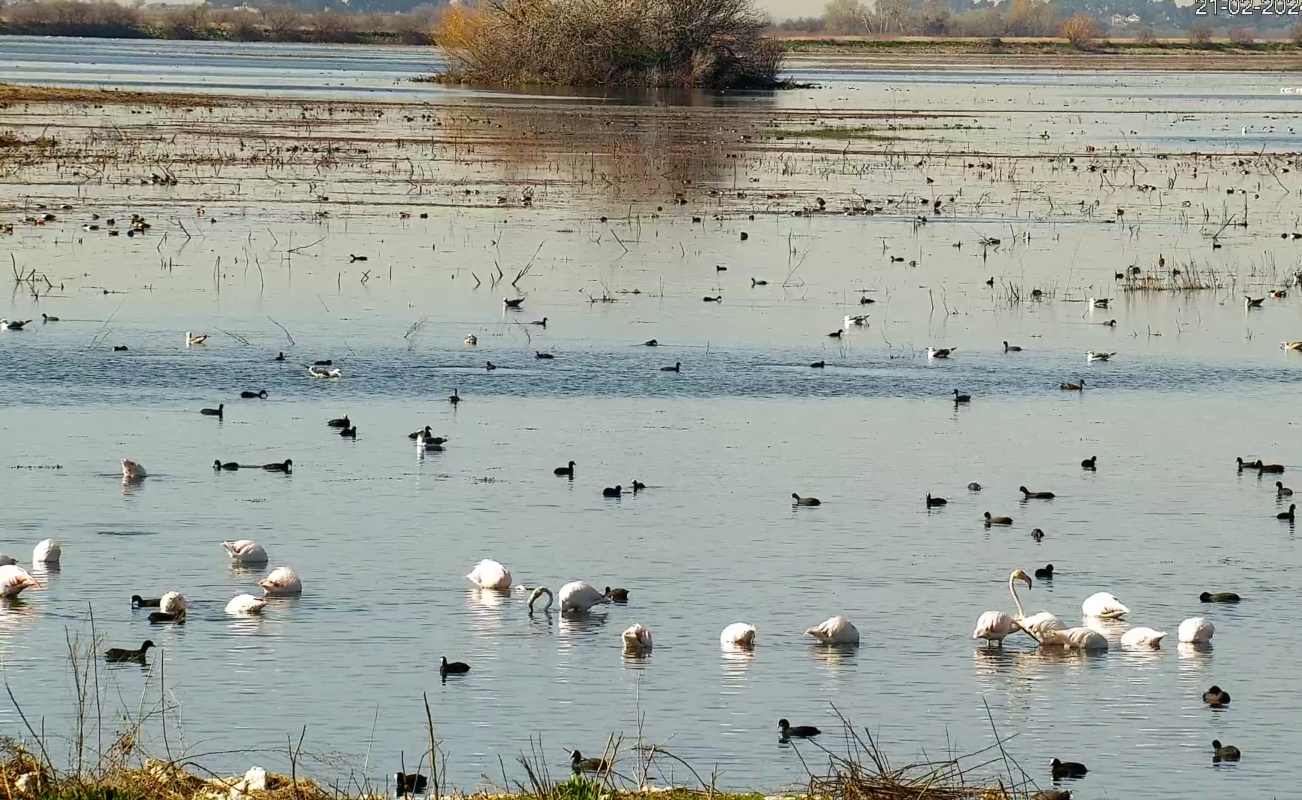 Laguna permanente de las Tablas de Daimiel.