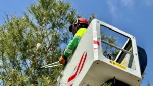 Un operario trabajando en la eliminación de la procesionaria