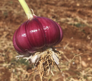 ajo morado